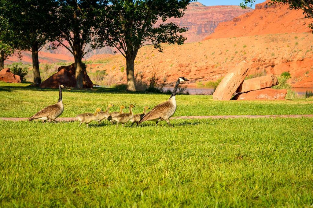 Sorrel River Ranch Resort & Spa Моуаб Екстериор снимка